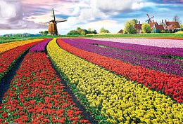 Puzzle Eurographics 1000 pieces: Tulipanova fields, Netherlands