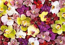 Educa 1000 pieces Puzzle: Collage of orchids