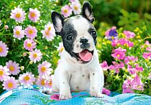 Castorland 500 Puzzle Pieces: French Bulldog Puppy