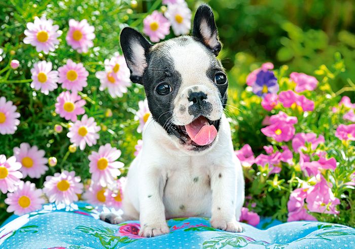Castorland 500 Puzzle Pieces: French Bulldog Puppy B-53650