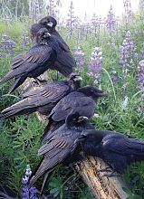 Cobble Hill 1000 Pieces Puzzle: Crows