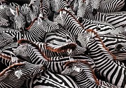 Clementoni Puzzle 1000 pieces: Zebras