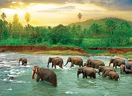 Puzzle Eurographics 1000 pieces: Save the planet! Animal Kingdom