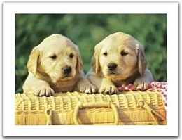 Puzzle Pintoo 300 parts: Puppies in the basket