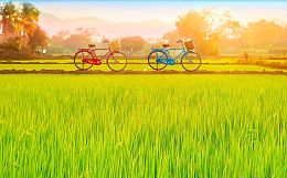 Pintoo 1000 Pieces Puzzle: Bicycles. Sun-drenched green fields