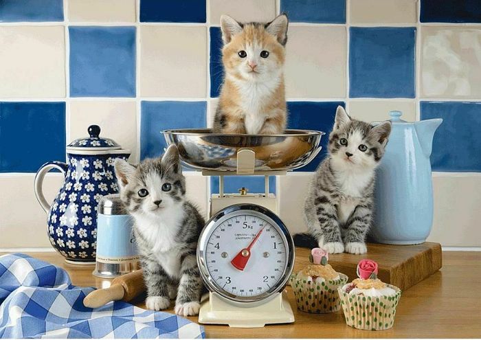 Schmidt puzzle 500 pieces: Kittens in the kitchen 58370