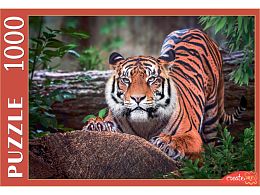Puzzle Red Cat 1000 pieces: Sumatran Tiger