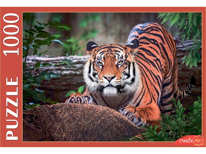 Puzzle Red Cat 1000 pieces: Sumatran Tiger ШТП1000-4297