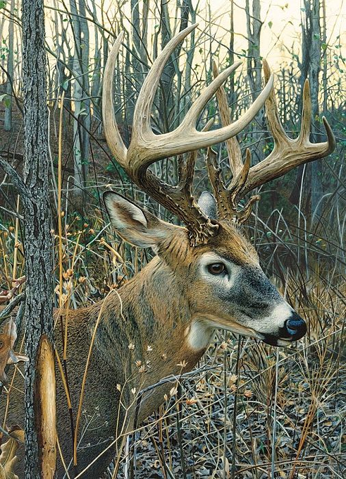Cobble Hill puzzle 1000 pieces: white-Tailed deer 51842/80134
