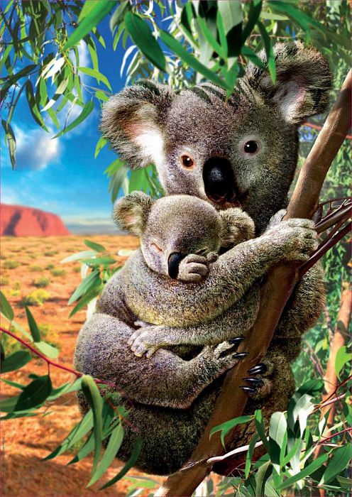 Educa 500 pieces puzzle: Koala with cub 18999