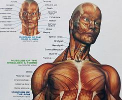 Puzzle Eurographics 1000 pieces: the Muscular system