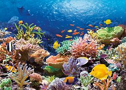 Jigsaw puzzle 1000 pieces Castorland: Coral reef