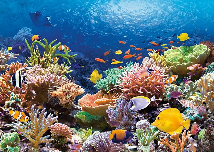 Jigsaw puzzle 1000 pieces Castorland: Coral reef C-101511