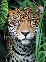 Puzzle Clementoni 500 pieces: Jaguar in the Jungle