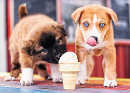 Trefl puzzle 500 pieces: Puppies with ice cream