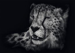 Schmidt 1000-piece Puzzle: Ashley Rader. Cheetah is the epitome of grace