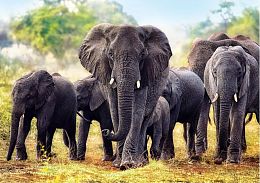 Puzzle Trefl 1000 pieces: African elephants