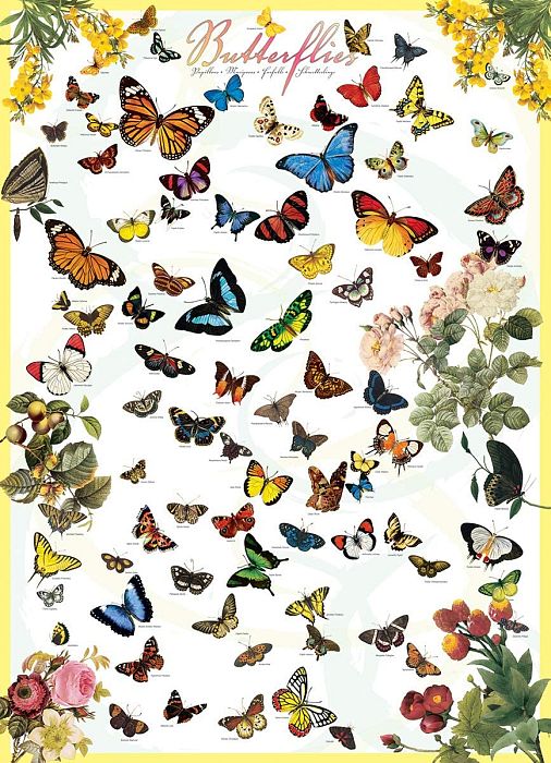 Eurographics 1000 pieces Puzzle: Butterflies 6000-0077