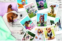 Puzzle Trefl 300 pieces: Dogs. Summer pictures