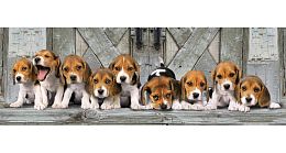 Clementoni Puzzle 1000 pieces: Beagle Puppies