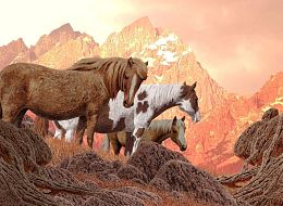 Nova 1000 Pieces Puzzle: Wild Horses