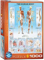 Puzzle Eurographics 1000 pieces: the Human body