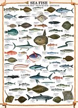 Eurographics 1000 pieces Puzzle: Sea Fish