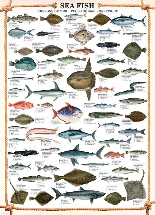 Eurographics 1000 pieces Puzzle: Sea Fish 6000-0313