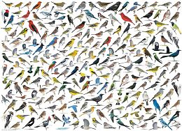 Eurographics 1000 pieces puzzle: The World of Birds