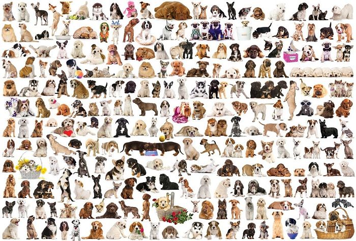 Jigsaw puzzle Eurographics 2000 details: the World of dogs 8220-0581