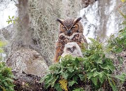 Cobble Hill Puzzle 1000 pieces: Horned Owl with an owl