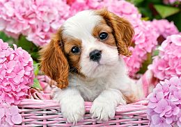 Puzzle Castorland 500 items: Puppy in flowers