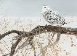 Cobble Hill Puzzle 500 pieces: A white owl on a willow tree