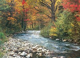 Eurographics jigsaw puzzle 1000 pieces Forest stream