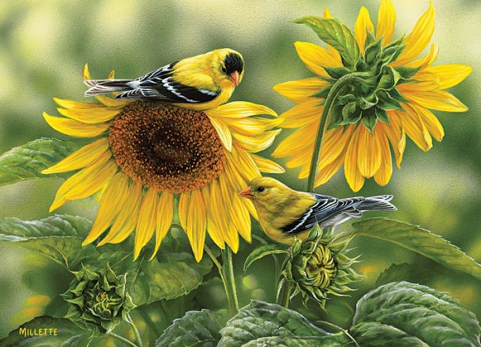 Cobble Hill puzzle 1000 pieces: Goldfinches on the sunflower 51818/80115