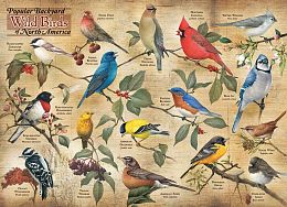 Cobble Hill 1000 pieces Puzzle: Types of garden birds