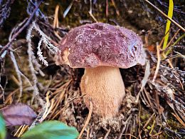 Пазл Алма деревянный 500 деталей. Карельская сказка. Мечта грибника