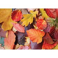 Magnolia Puzzle 1000 pieces: Colorful leaves