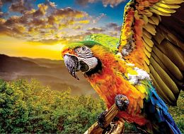 Nova 1000 Puzzle Pieces: Macaw Parrot