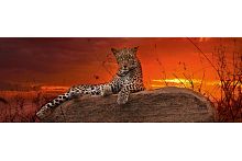 Puzzle Heye panorama 2000 details: Leopard at sunrise
