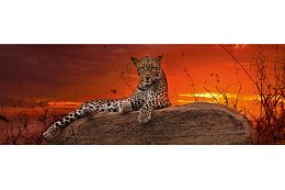 Puzzle Heye panorama 2000 details: Leopard at sunrise