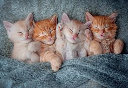 Castorland 1000 Pieces Puzzle: Cute Kittens