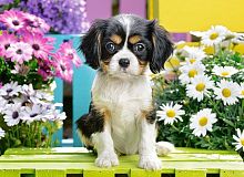 Castorland puzzle 70 details: A puppy in flowers
