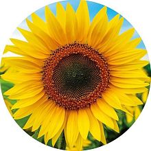 Educa Puzzle 800 pieces: Sunflower