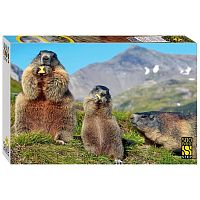 Step puzzle 500 pieces: Alpine Marmots