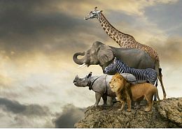 Puzzle Educa 500 items: Animals on the edge of a cliff