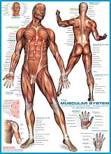 Puzzle Eurographics 1000 pieces: the Muscular system