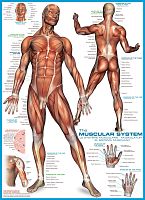 Puzzle Eurographics 1000 pieces: the Muscular system