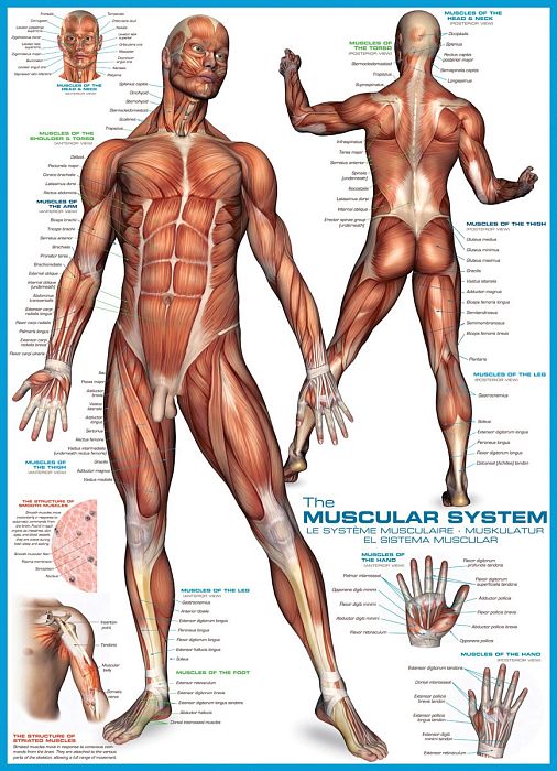 Puzzle Eurographics 1000 pieces: the Muscular system 6000-2015