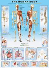 Puzzle Eurographics 1000 pieces: the Human body